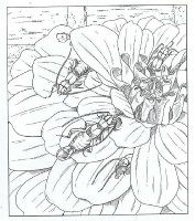 A coloring page of nature in the backyard